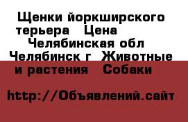 Щенки йоркширского терьера › Цена ­ 8 500 - Челябинская обл., Челябинск г. Животные и растения » Собаки   